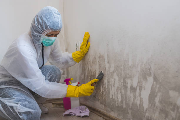 Best Mold Remediation for Specific Building Types in Stanley, NC