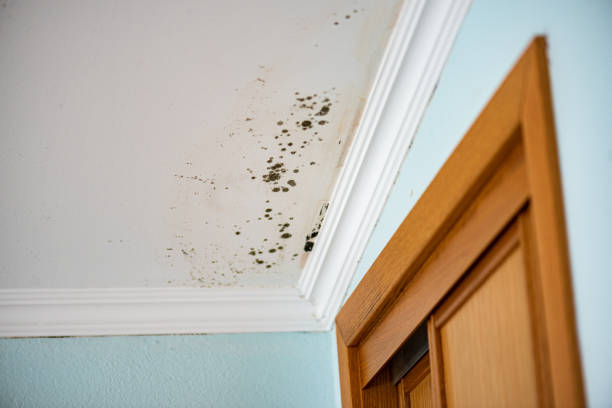 Best Insurance-Related Mold Remediation in Stanley, NC