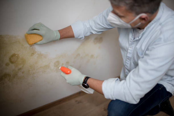 Professional Mold Remediation in Stanley, NC