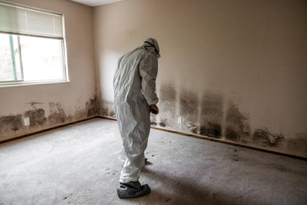 Best DIY Mold Remediation Support Services in Stanley, NC